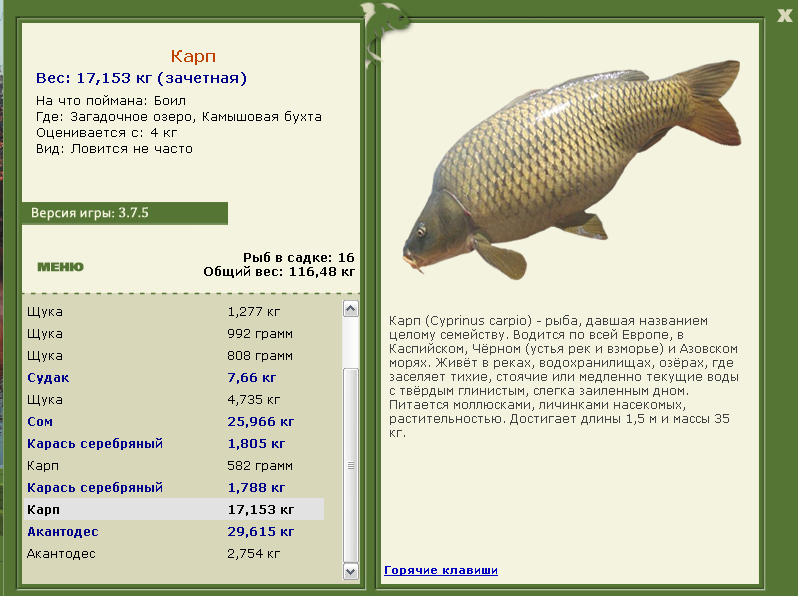 Чем питается карп