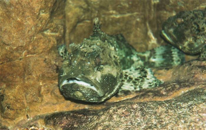 Рыбы чёрного моря: общие сведения, виды обитателей, съедобные представители ихтиофауны