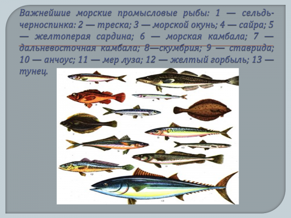 Ценная рыба 5 букв. Промысловые морские рыбы России. Морская Промысловая рыба. Океанические промысловые рыбы. Название промысловых рыб.