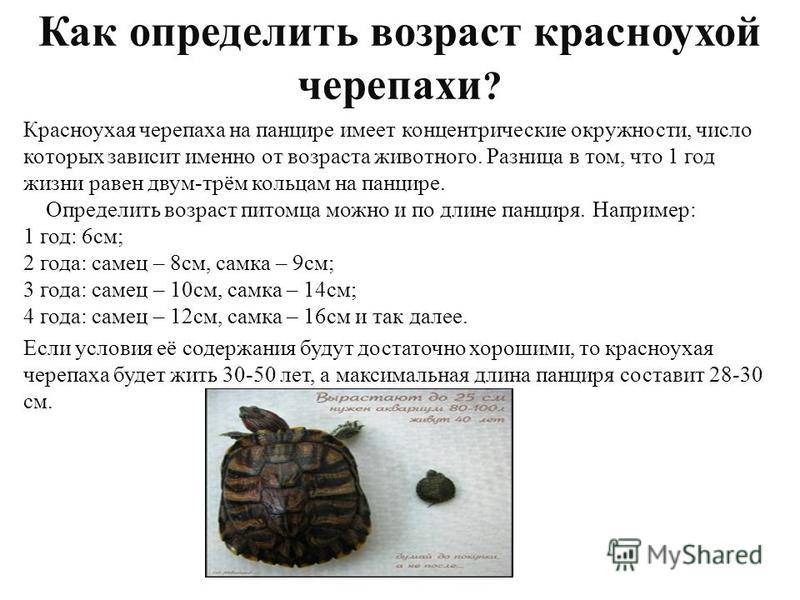 Как определить возраст красноухой черепахи по панцирю и размеру