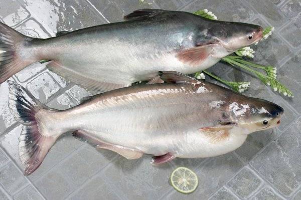 Пангасиус: что за рыба? польза и вред