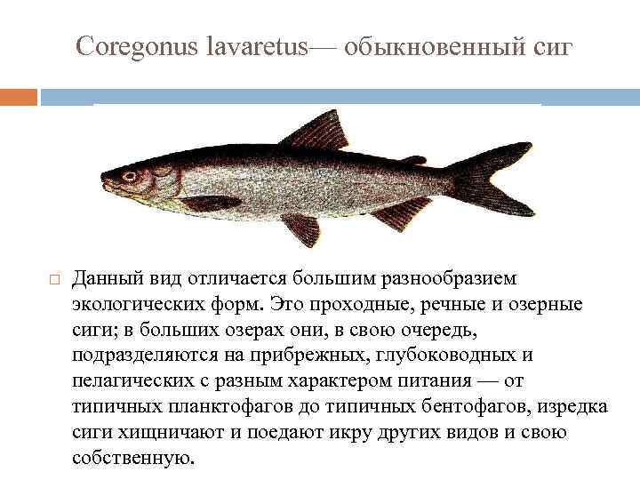 Рыба сиг: подробное описание и его ловля зимой и летом