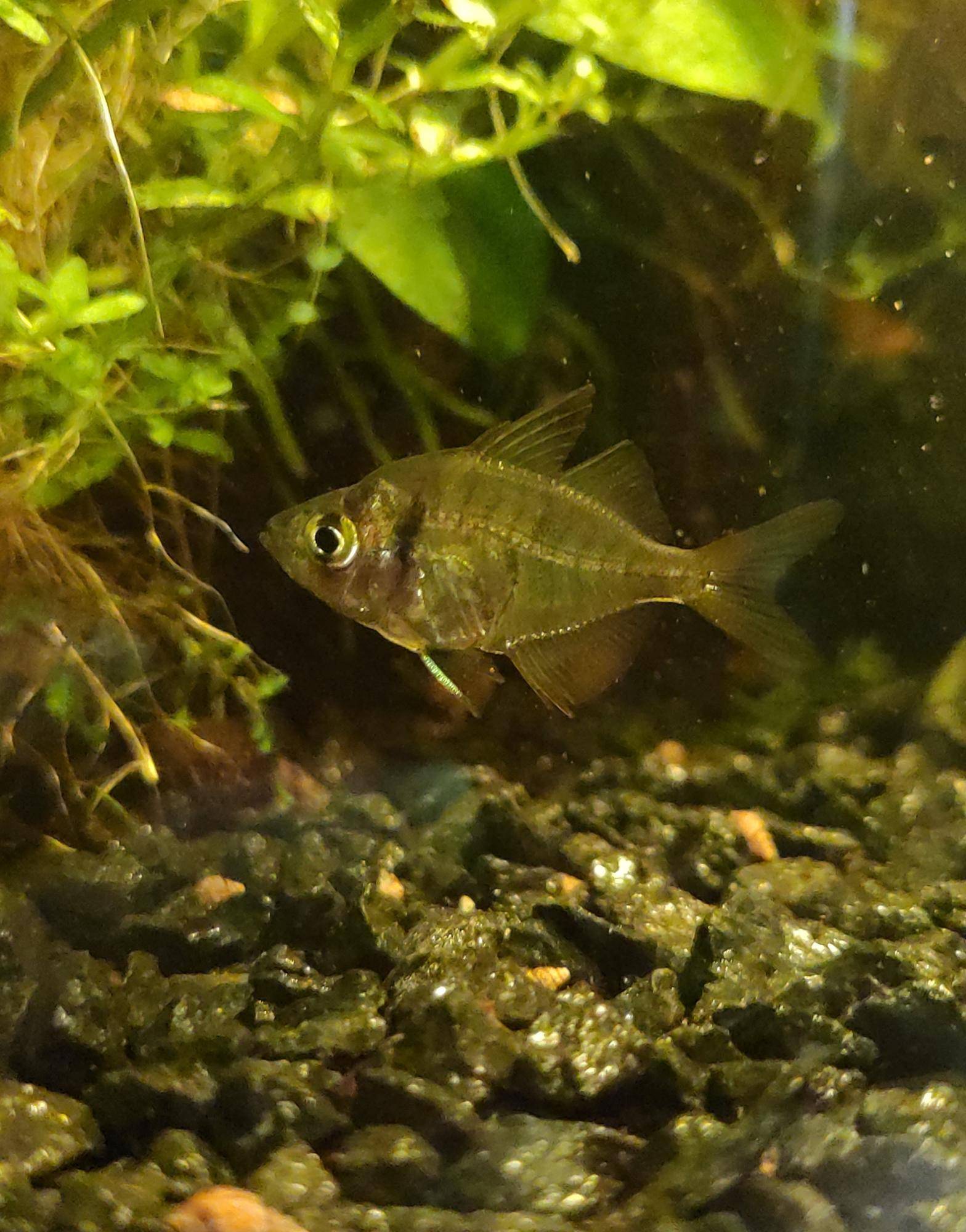 Cтеклянный окунь цветной: аквариумная рыбка