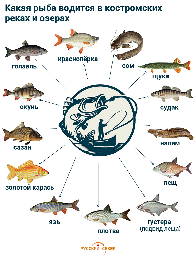 Рыбы которые водятся в озере. Виды рыб. Рыбы виды и названия. Рыбы обитающие в Озерах. Какие виды рыб.