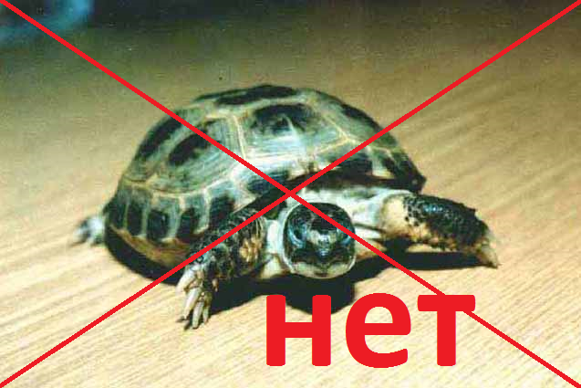 Сколько нужно воды в аквариуме для красноухой черепахи в период бодрствования и спячки, какую лучше наливать и как следить за порядком
