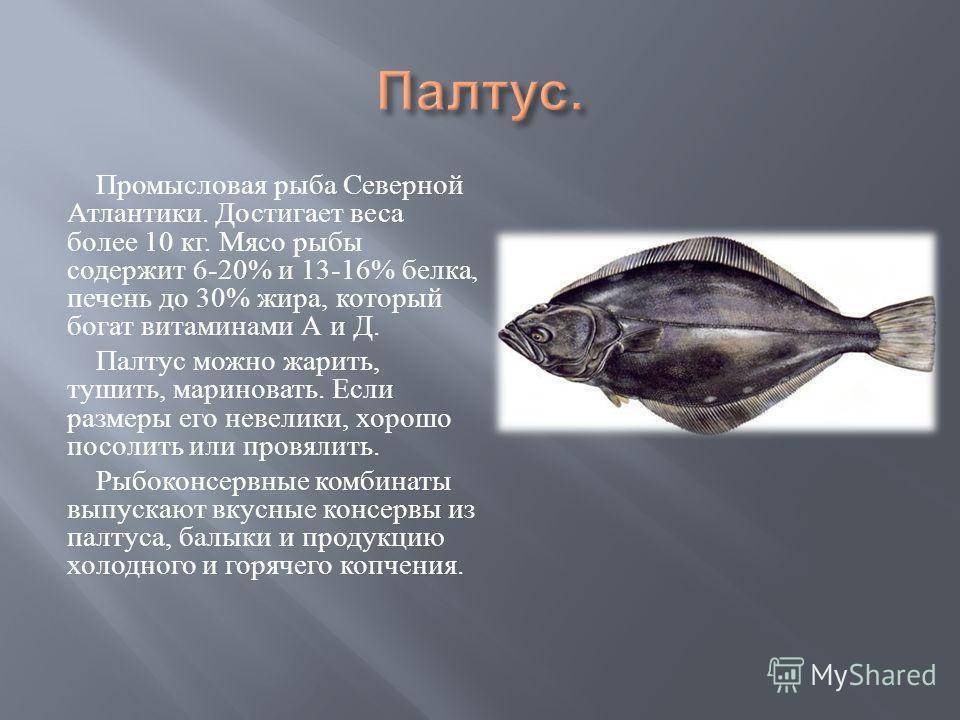 Флора и фауна черного моря: особенности и разнообразие видов | вся планета