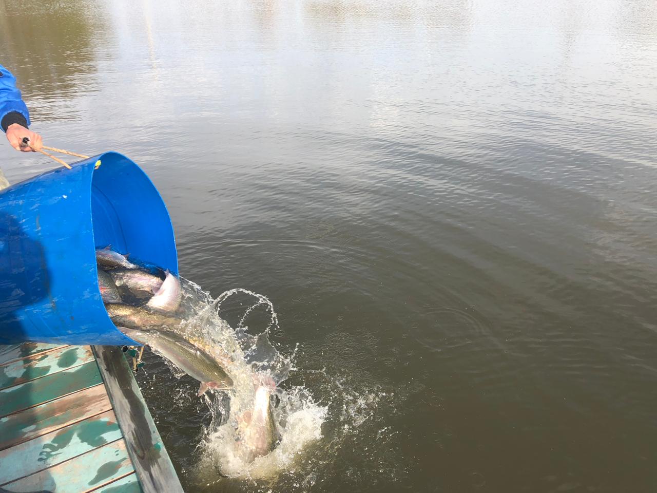 Все о зарыблении водоема: его суть, виды рыб и требования