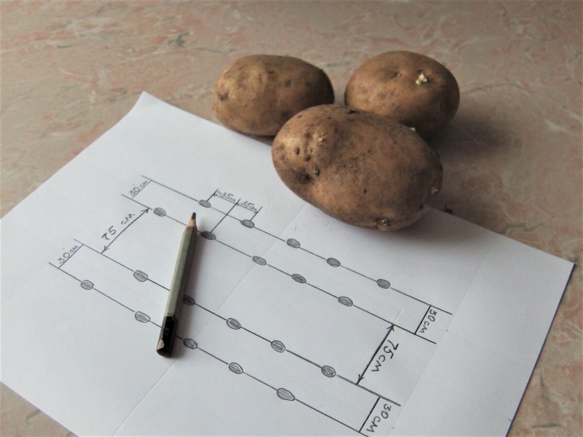 Как разрезать картошку для посадки правильно фото