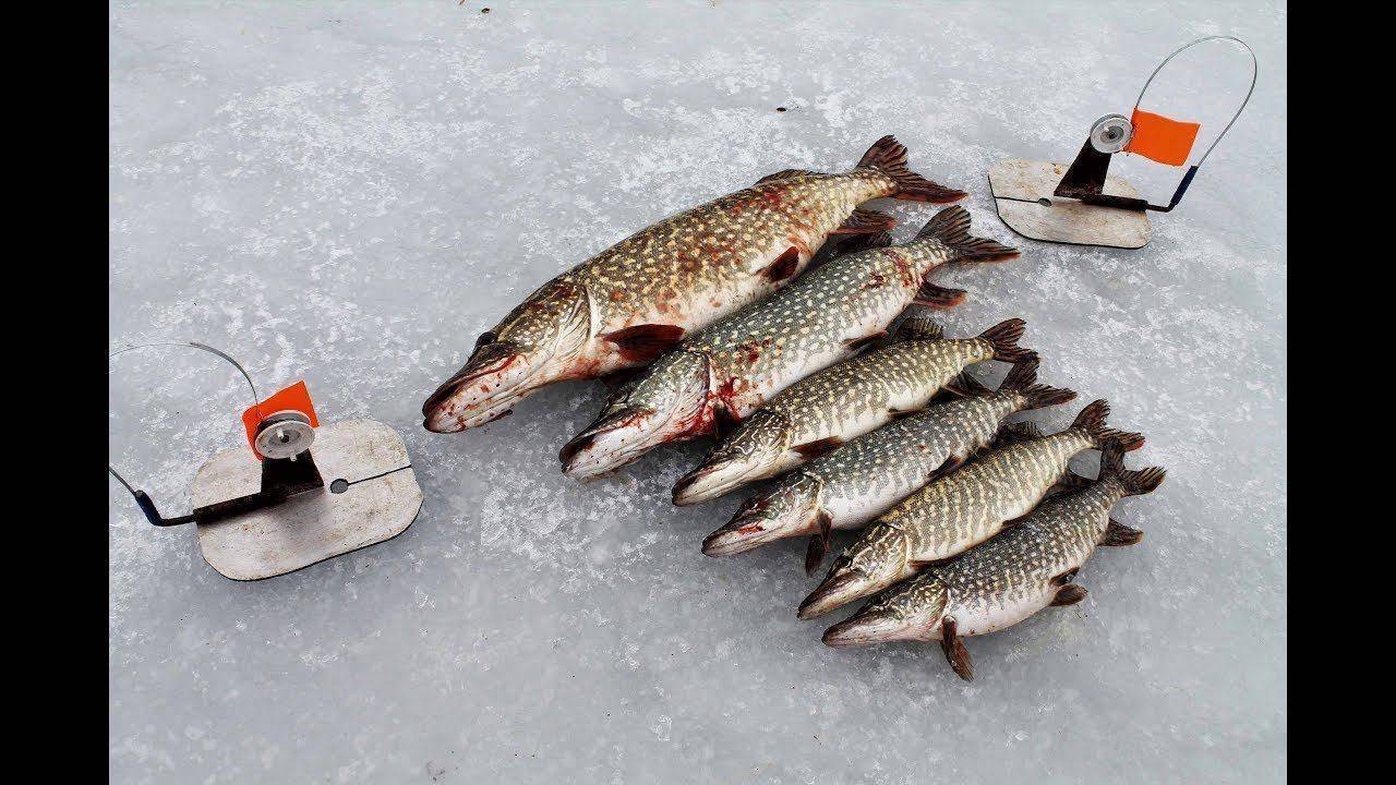 Ловля щуки на жерлицы по последнему льду 2022 - статьи о рыбалке