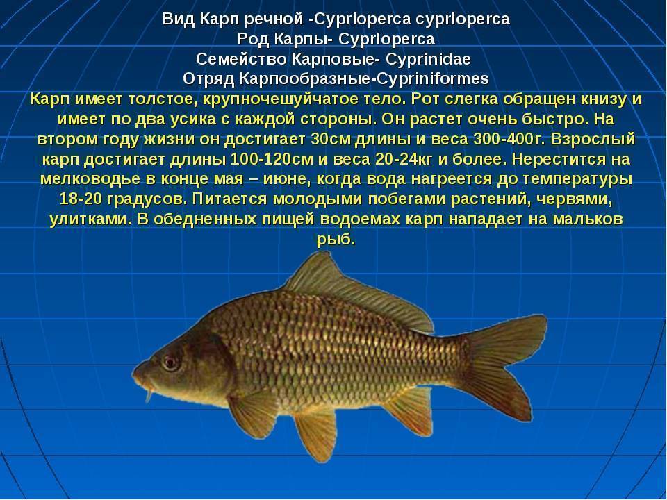 Стеклянный окунь рыба. образ жизни и среда обитания стеклянного окуня | животный мир