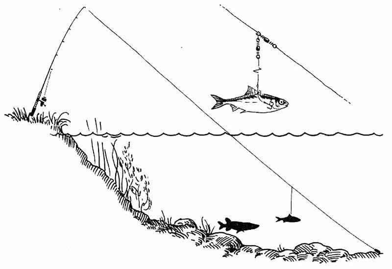 Рыбалка на спиннинг весной: как и когда можно начинать ловить рыбу, штрафы, особенности с берега на реках и озерах