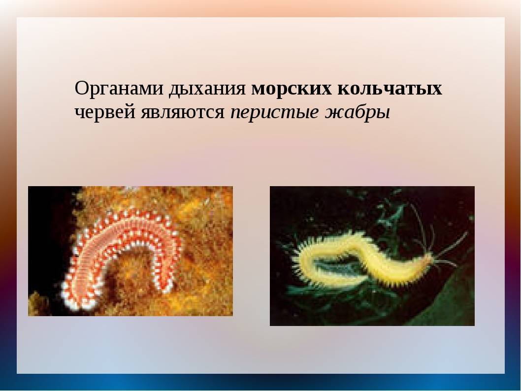 Нематоды/маленькие белые черви и другие виды червей в аквариуме - ribulki.ru