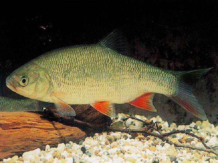 Рыбы красного моря: какие виды водятся и их название, каталог опасных обитателей