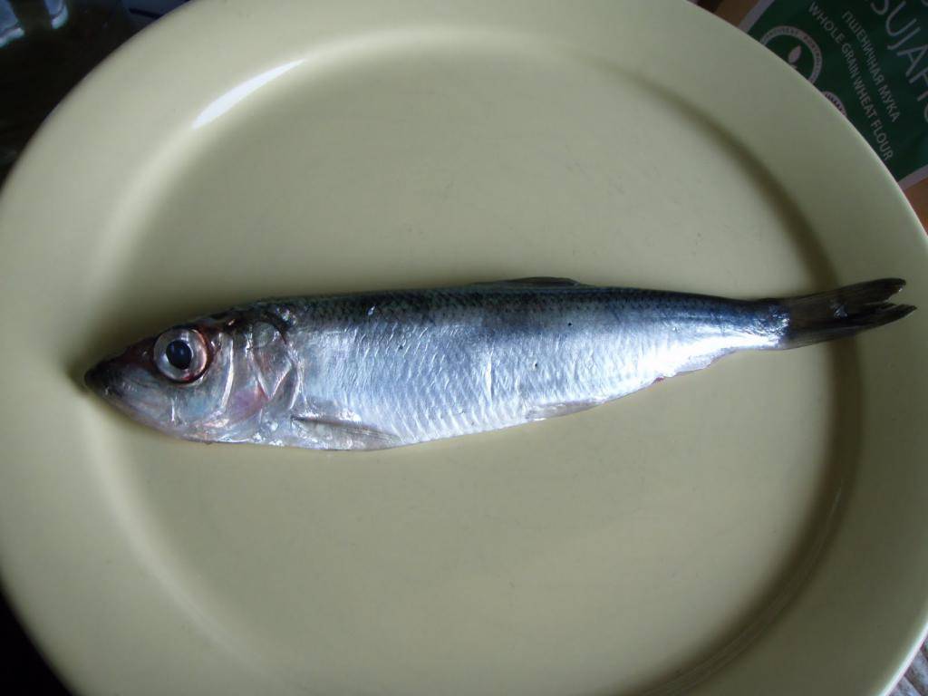 Рыба сельдь фото и описание