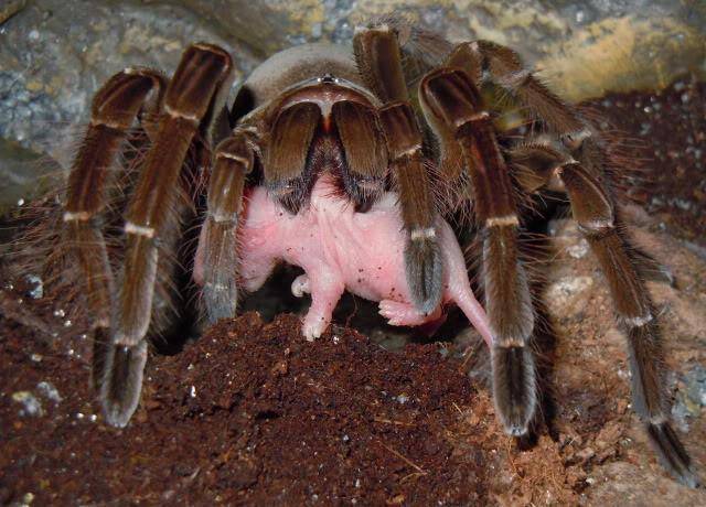 Что едят пауки - рацион диких и домашних пауков