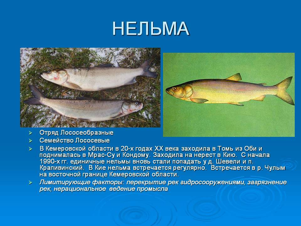 Рыба шамайка (шемая азовская) (25 фото): внешний вид и места обитания, наказание за браконьерство, видео