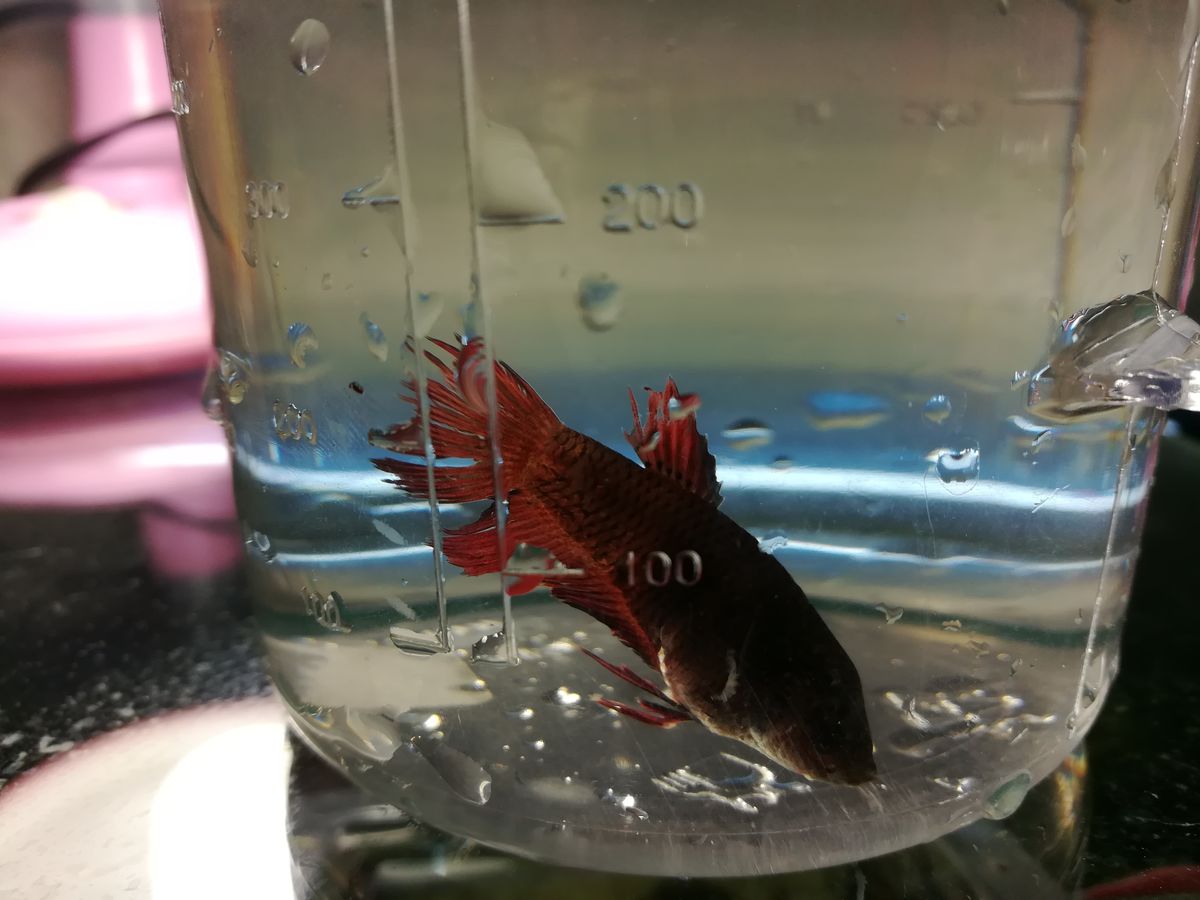 Как размножаются рыбки петушки в домашних условиях?
