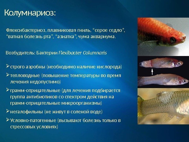 Манка (ихтиофтириоз) у аквариумных рыб: фото, лечение и профилактика