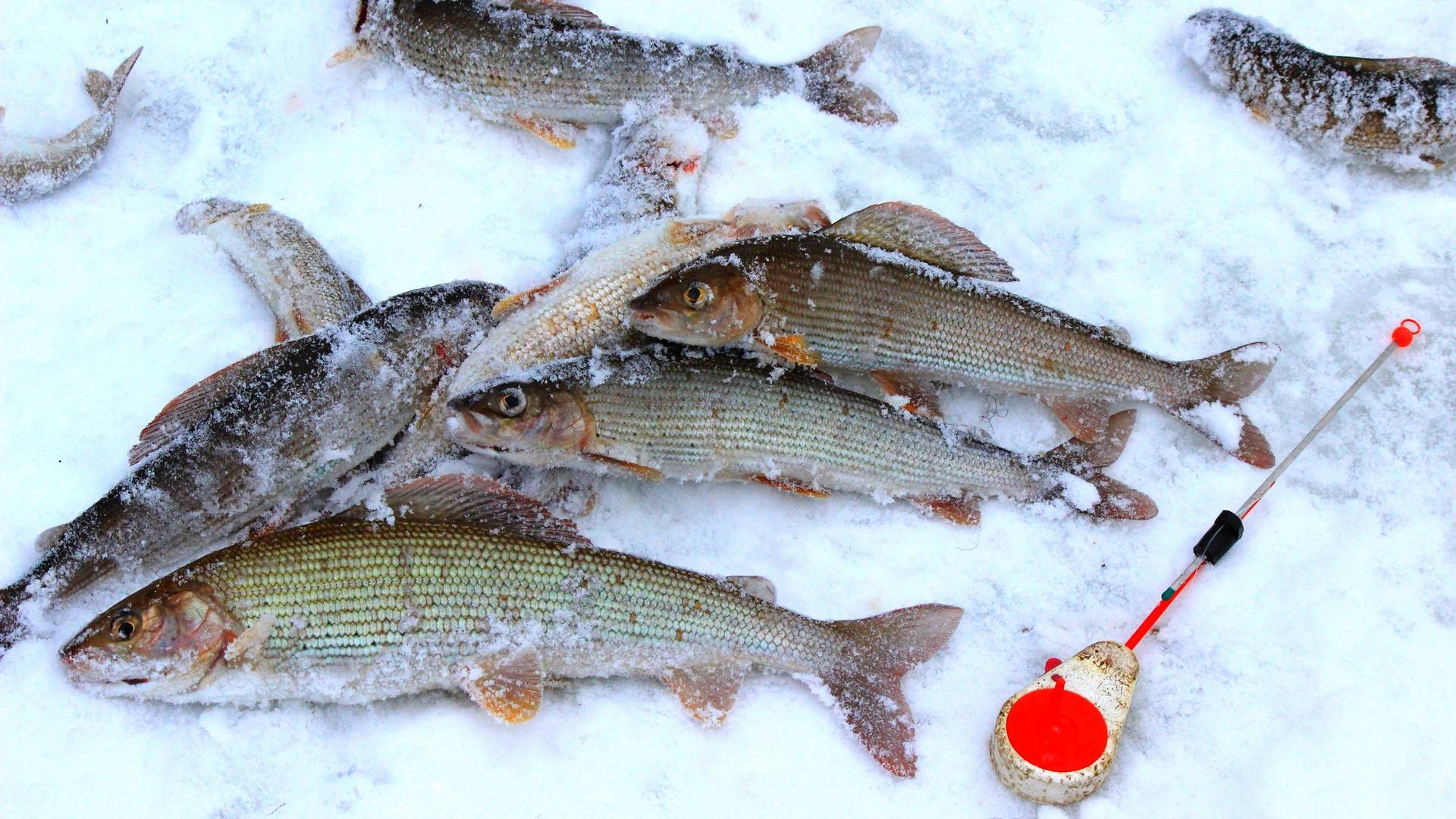 Ловля хариуса зимой на байкале - все про рыбалку