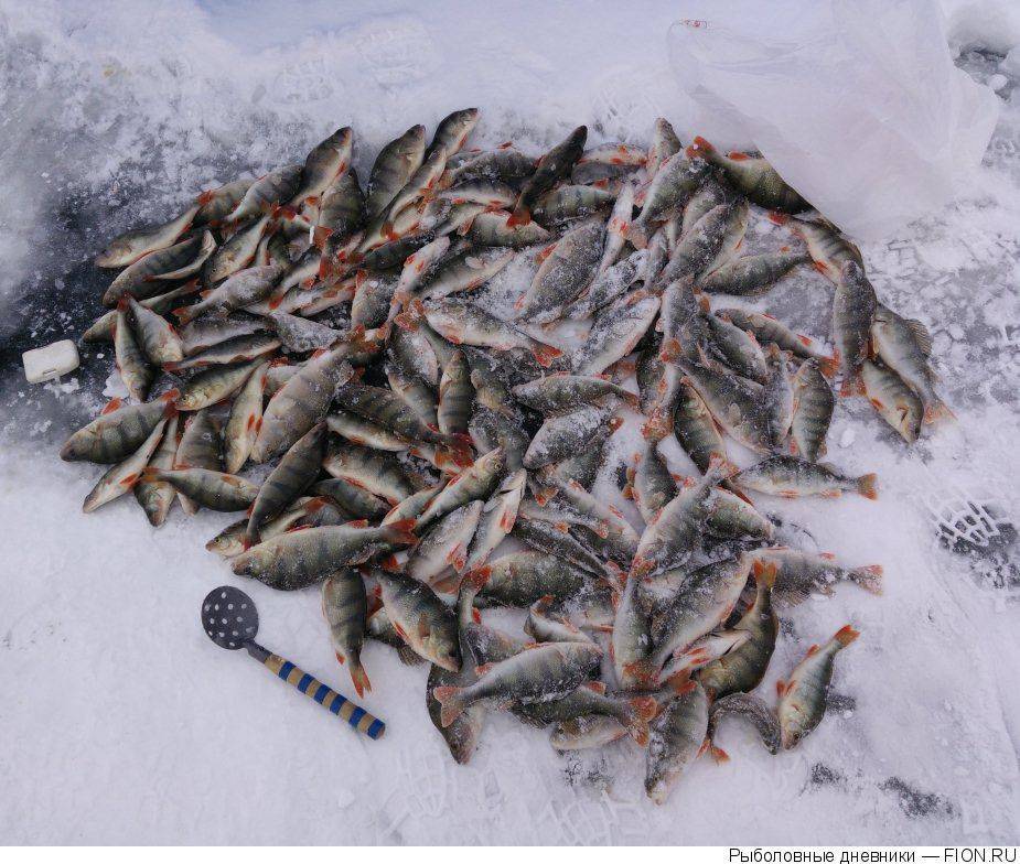 Отчет о рыбалке: 24 марта 2019, волга (горьковское водохранилище)