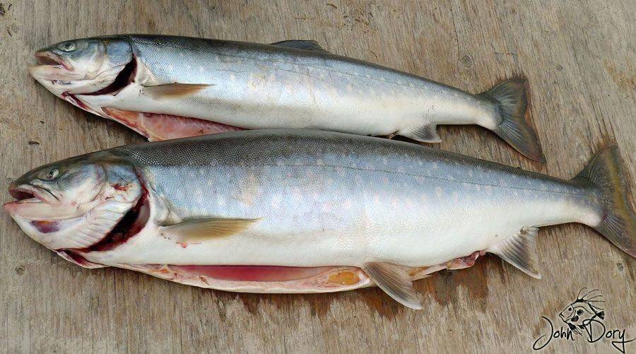 Рыба голец - фото и описание, особенности ловли | клёвая рыбалка