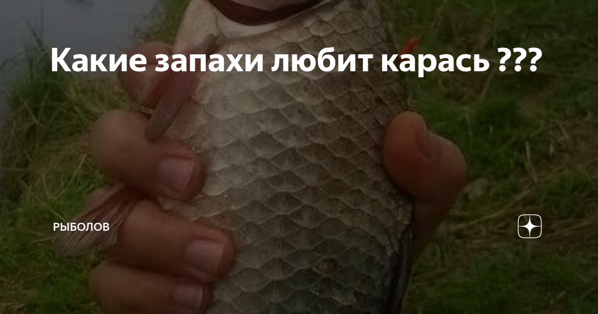 Ароматизаторы для карася: вд 40, валерьянка и другие запахи