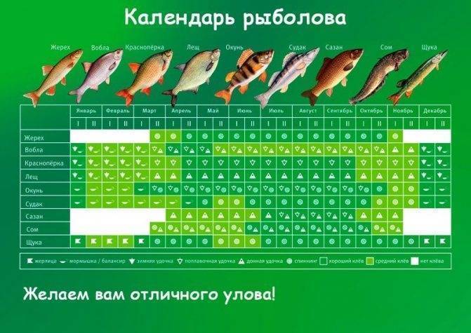 Ловля судака: как ловить, на что клюет, приманки, снасти и способы ловли судака