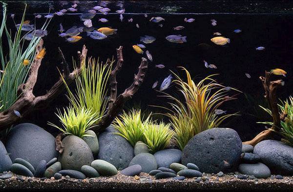 Грунт для растений в аквариуме: какой лучше выбрать для травника, толщина субстрата для растительного мира и что еще нужно живым рыбкам