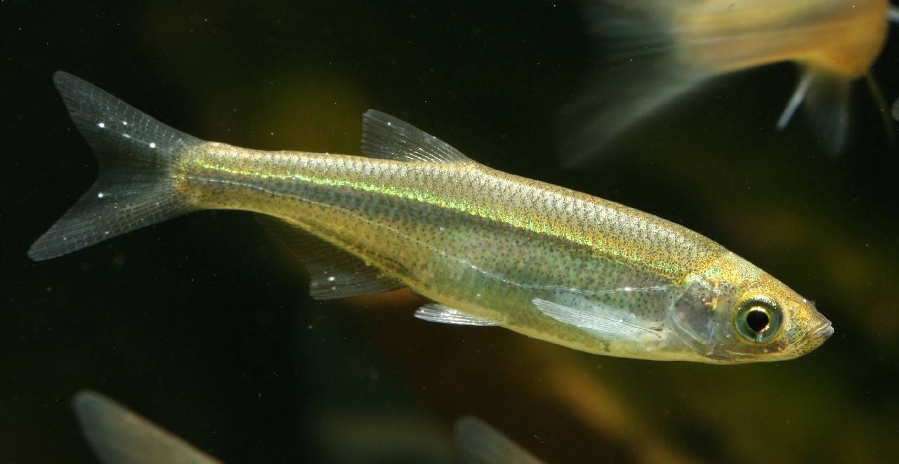 Уклейка фото. Верховка обыкновенная. Рыбка Верховка. Верховка (Leucaspius delineatus Heckel). Рыба уклейка Верховка.