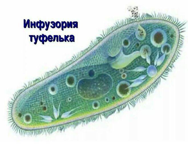какое пищеварение у инфузории