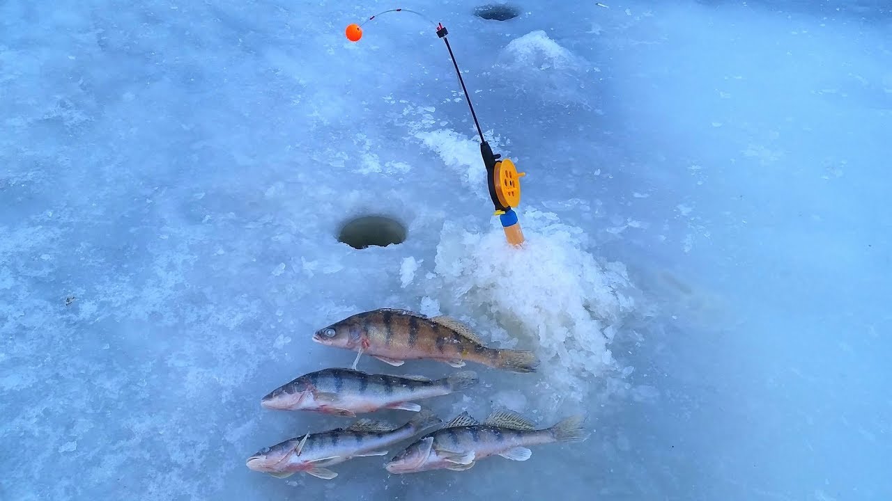 Ловля судака зимой на тюльку видео — ловись рыбка
