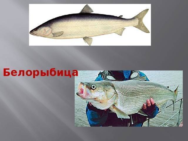Рыба нельма или белорыбица: биологические характеристики, места ловли