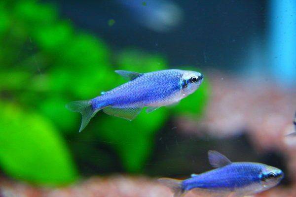 Керри или ложная королевская тетра (inpaichthys kerri)