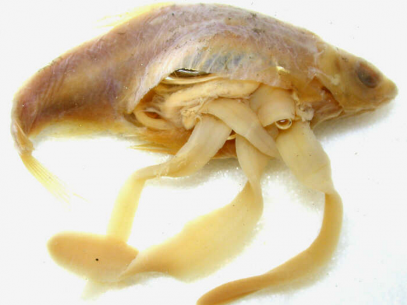 Убивает ли соль паразитов в рыбе: особенности засолки от глистов