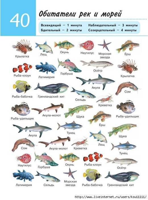 Топ 10: самые большие рыбы в мире - названия, фото и описание
