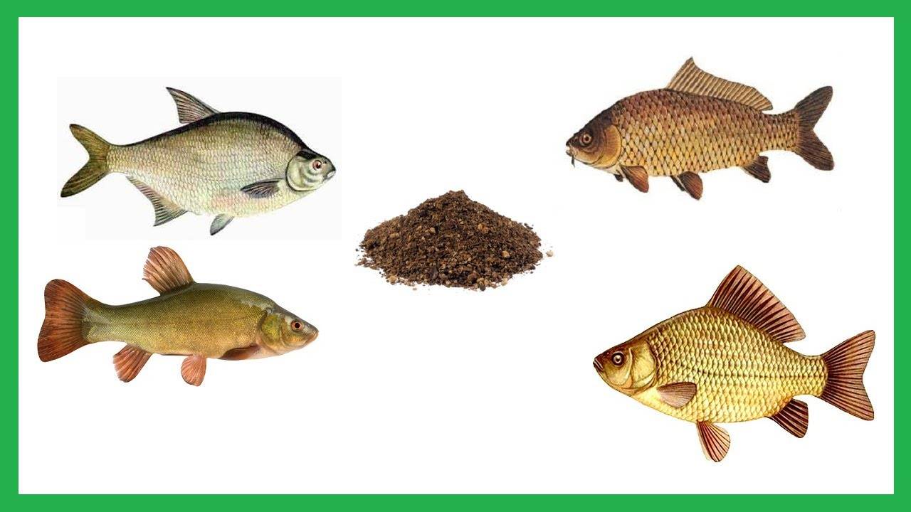 Как прикармливать рыбу – подробное руководство