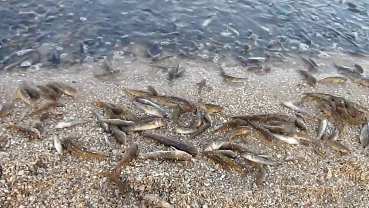 Рыбалка на азовском море с берега