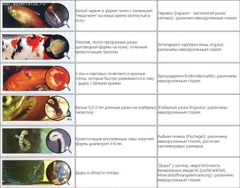 Инфекционные заболевания рыбы. Паразитарные болезни рыб. Таблица симптомов болезней аквариумных рыб. Болезни рыб таблица. Болезни аквариумных рыб таблица.