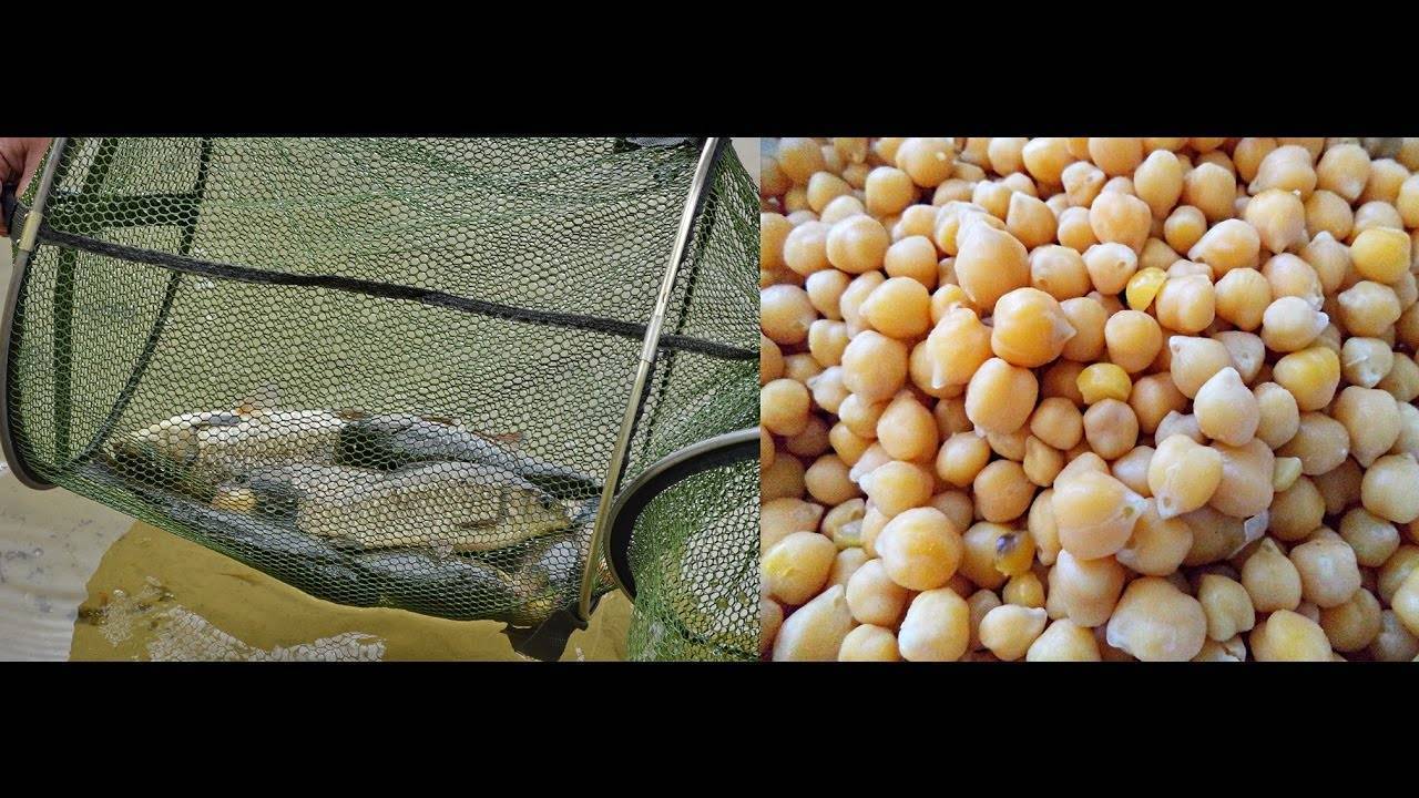 Пареный горох – отличная насадка для летней рыбалки на сазана и леща