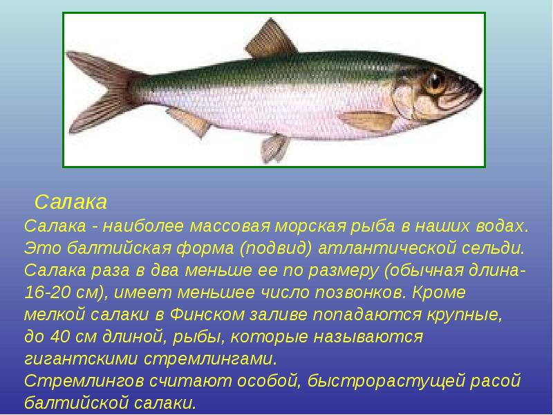 Сельдь рыба. образ жизни и среда обитания сельди