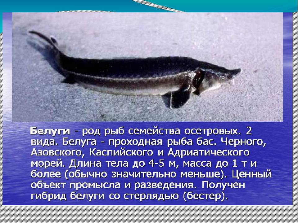 Калуга (рыба): описание, фото :: syl.ru