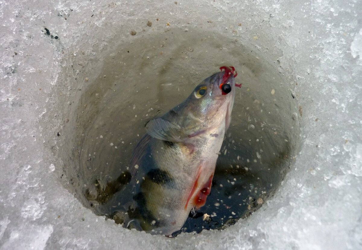 Лов зимой. Зимняя рыбалка. Зимняя рыбалка на окуня мотылем.
