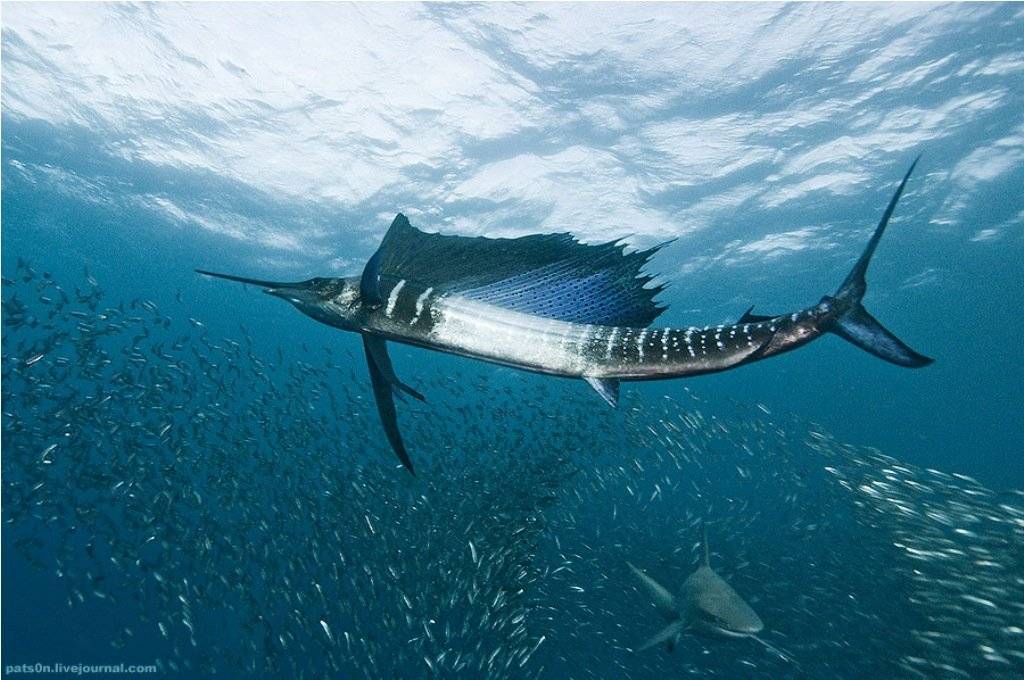 Парусник - рыба, плавающая быстрее всех рыб в мире. ловля, описание, скорость