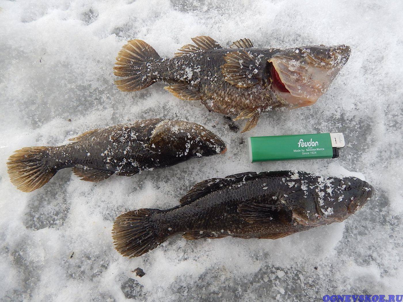 Рыбалка на ротана зимой: выбор снасти и наживки, когда лучше клюет при ловле со льда