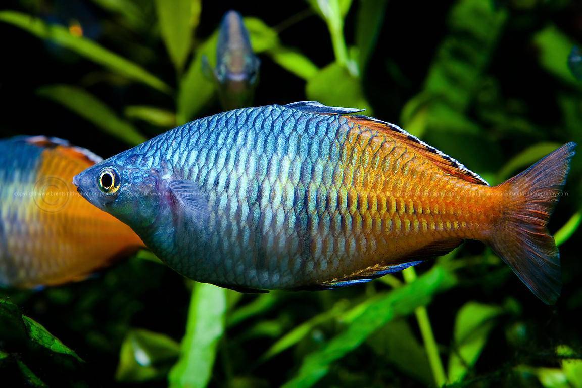 Радужница рыбка. описание, уход, виды и совместимость радужницы
