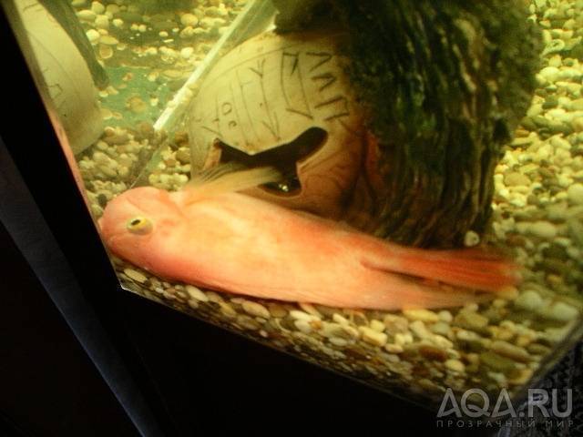 Спят ли рыбы по ночам, в аквариуме и на речке