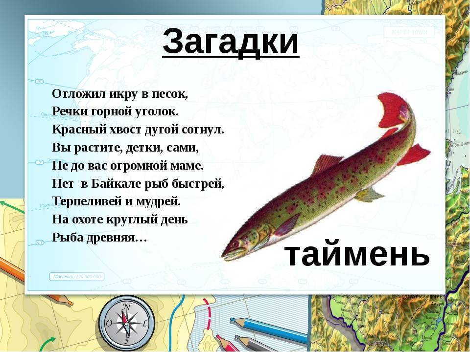 Ловля тайменя - читайте на сatcher.fish