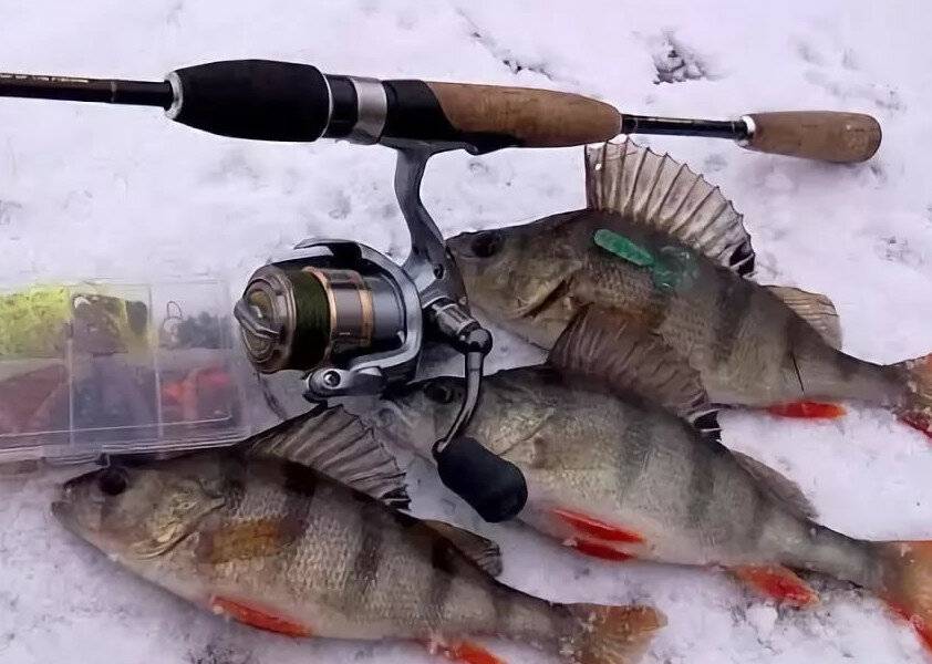 Правила удачной рыбалки: со спиннингом за летним окунем