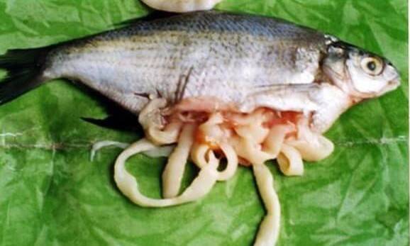 Описторхоз в рыбе: как убить, при какой температуре готовить, применение соли | medded.ru