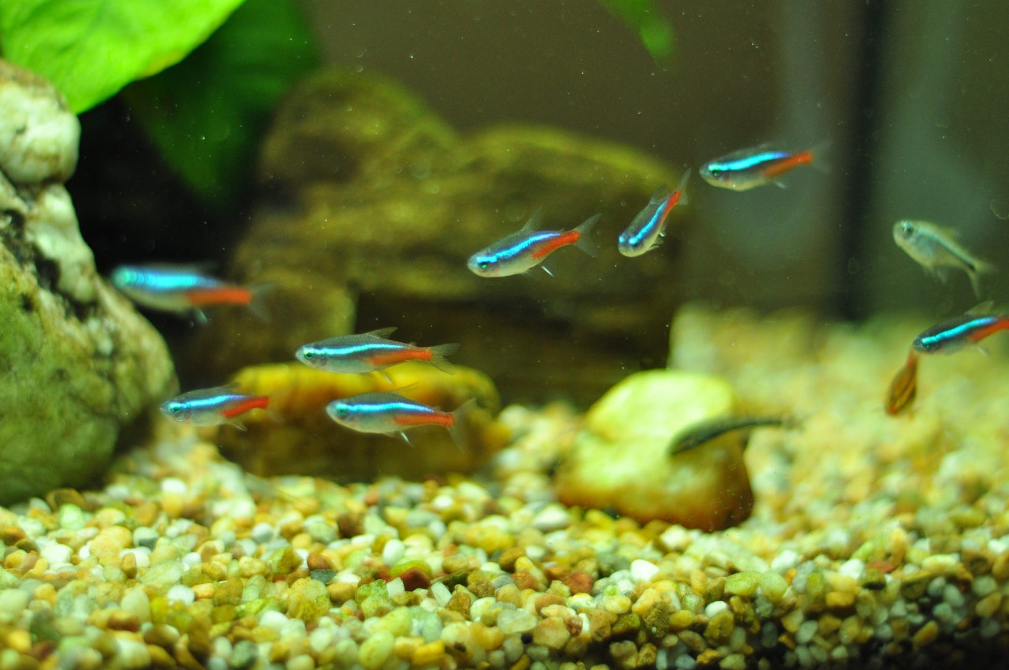 Аквариумные рыбки неоны: уход и содержание, фото, размножение в домашних условиях
